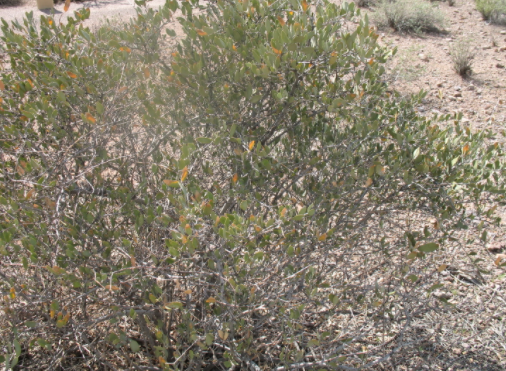 Focus on Ingredients: Jojoba Oil