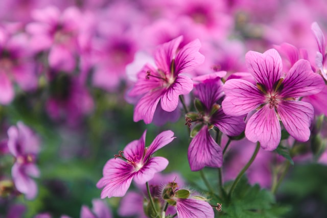 What is Aromatherapy and Why You Should Learn About It