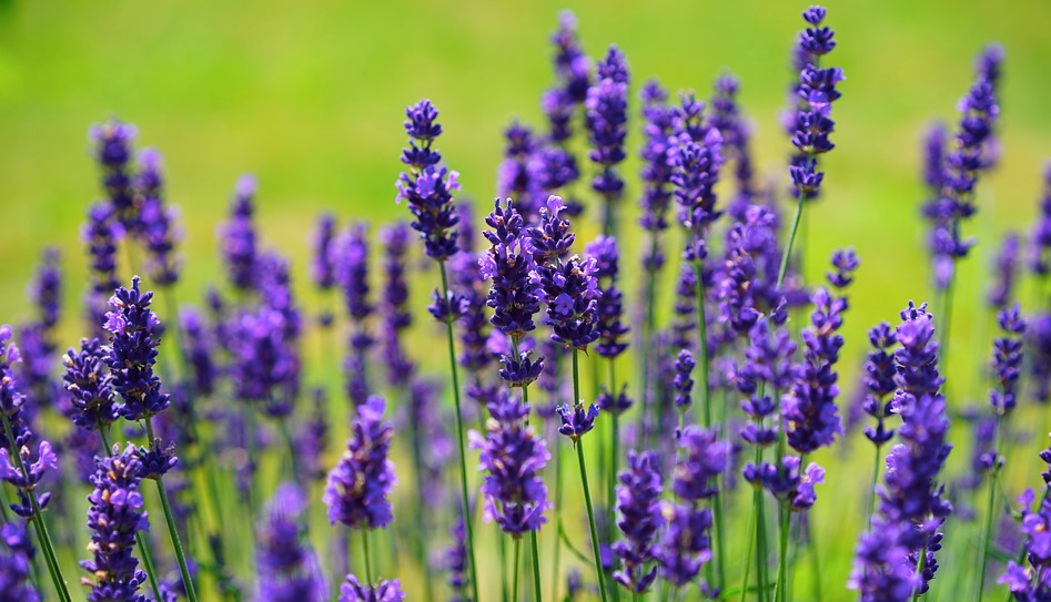 Why We Choose Natural Skin Care Products over Synthetic