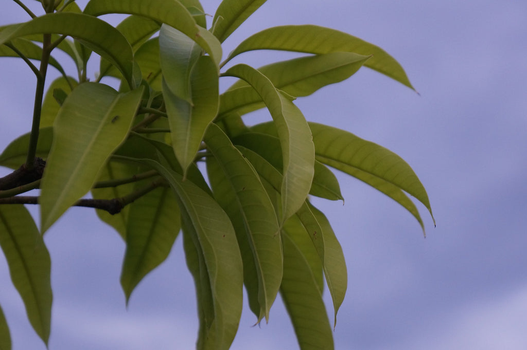 Focus on Ingredients: Marula Oil