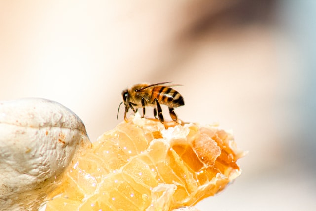 Bees, honey, and wax - oh my!  (Part 2)