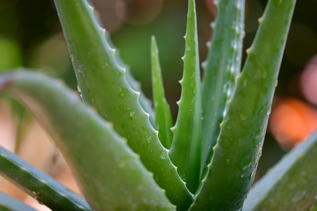 Focus on Ingredients: Aloe Vera