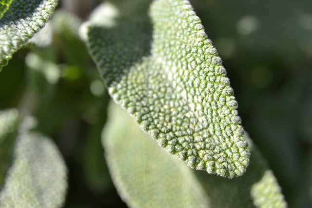 Focus on Ingredients: Sage