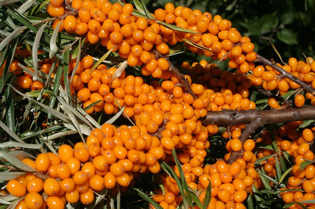 Focus on Ingredients: Sea Buckthorn