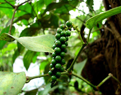 essential oils aromatherapy blending customize black pepper