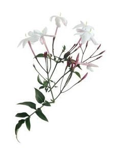 essential oils aromatherapy blending customize jasmine