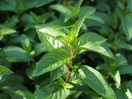 essential oils aromatherapy blending customize peppermint