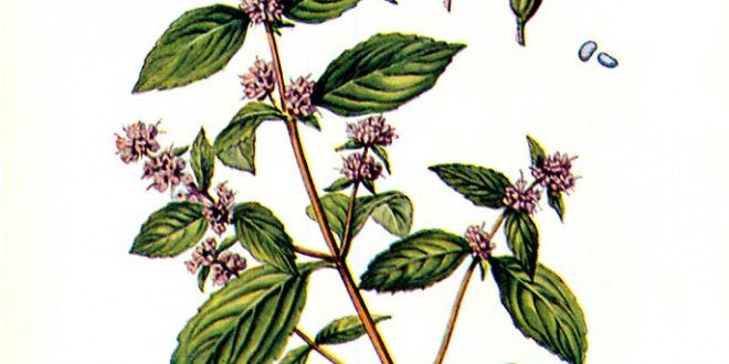 essential oils aromatherapy blending customize peppermint