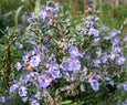 essential oils aromatherapy blending customize rosemary