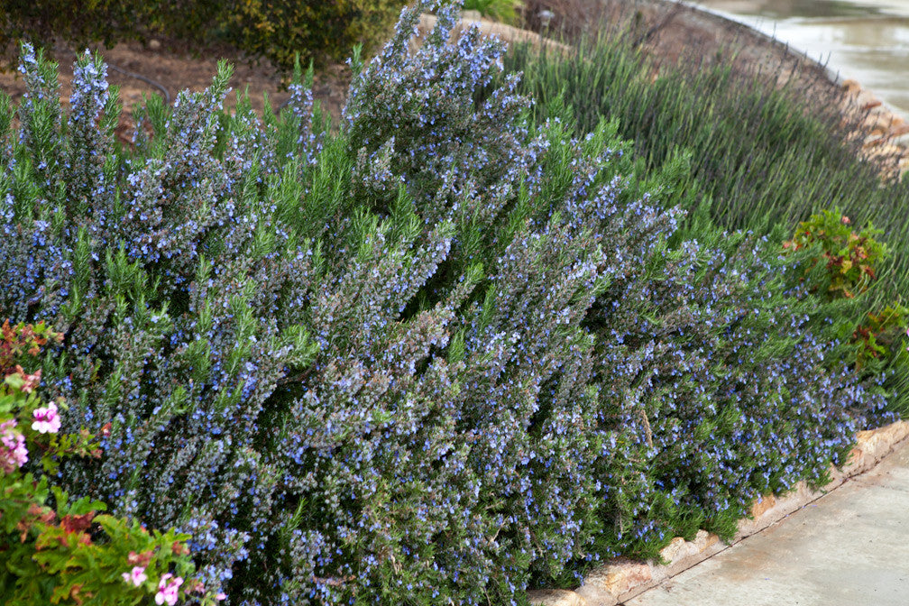 essential oils aromatherapy blending customize rosemary