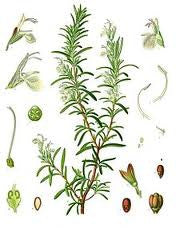 essential oils aromatherapy blending customize rosemary