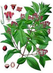 essential oils aromatherapy blending customize sandalwood