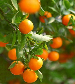 essential oils aromatherapy blending customize tangerine