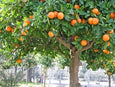essential oils aromatherapy blending customize tangerine