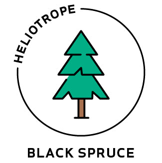 essential oils aromatherapy blending customize black spruce