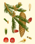 essential oils aromatherapy blending customize black spruce