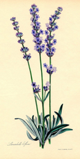 essential oils aromatherapy blending customize lavender