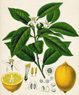 essential oils aromatherapy blending customize lemon