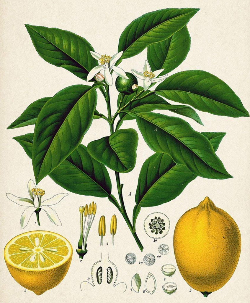 essential oils aromatherapy blending customize lemon