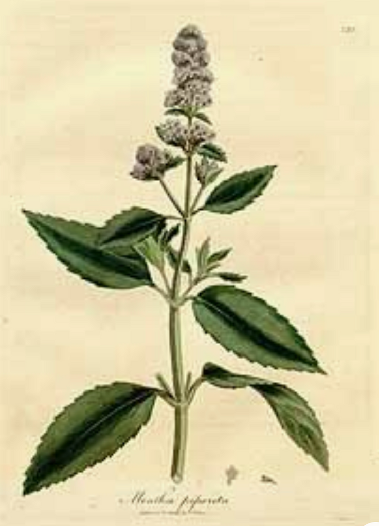 essential oils aromatherapy blending customize peppermint