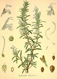 essential oils aromatherapy blending customize rosemary