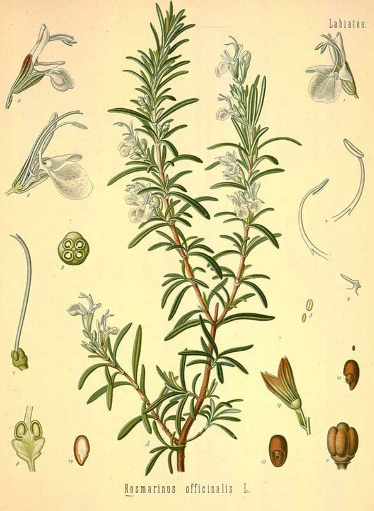 essential oils aromatherapy blending customize rosemary
