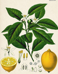 essential oils aromatherapy blending customize lemon