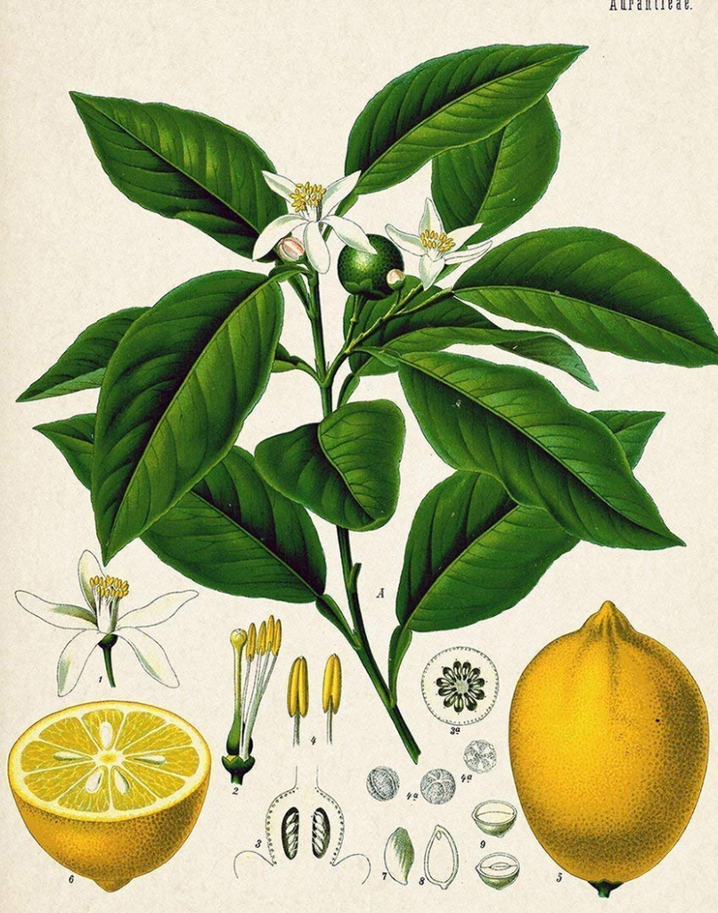 essential oils aromatherapy blending customize lemon