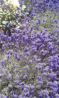 essential oils aromatherapy blending customize lavender