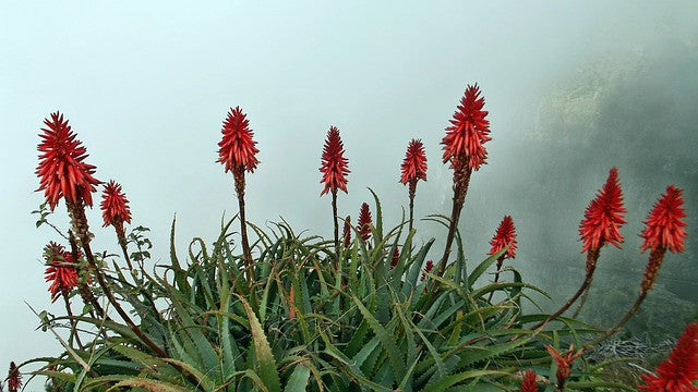 Aloe Barbadensis, Aloe Vera, the Plant of Immortality