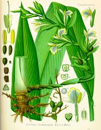 The Top Reasons to Love Cardamom Essential Oil