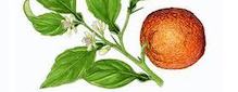 Focus on Ingredients: Neroli