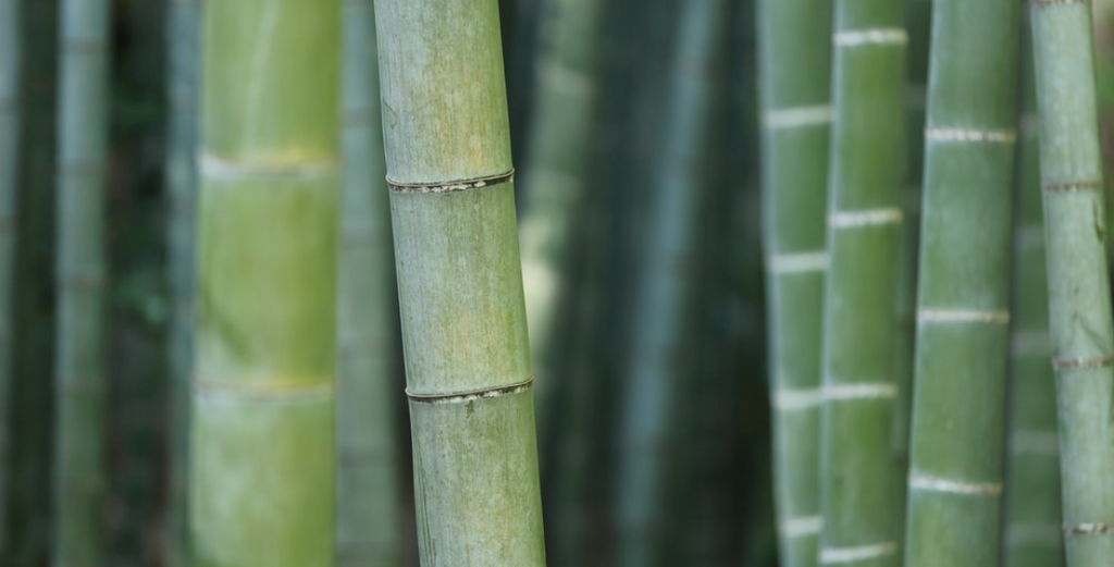 Focus on Ingredients: Bamboo