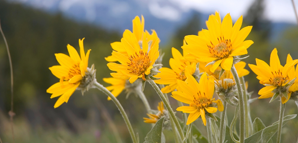 Focus on Ingredients: Arnica