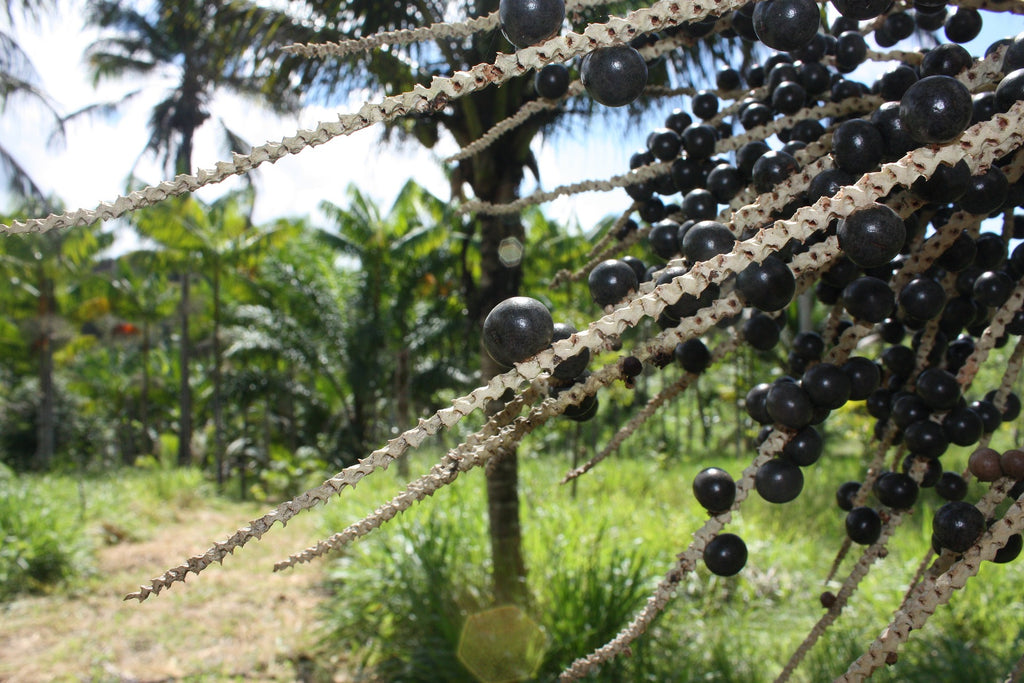 How Açai Can Benefit Your Hair and Skin