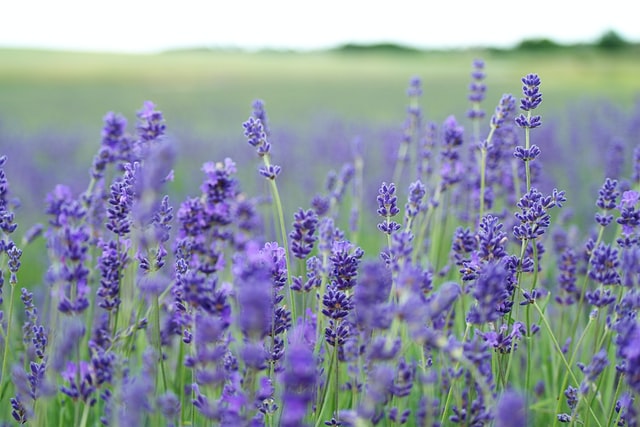 5 Reasons to Love Lavender Aromatherapy