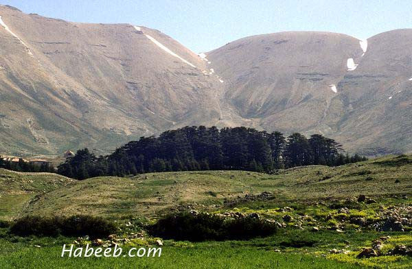 A Myth: The Cedar Forests of the Gods