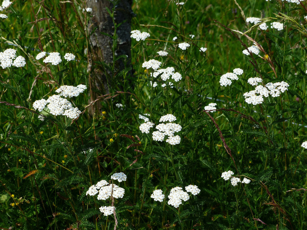 Achilea Millefolium - Yarrow