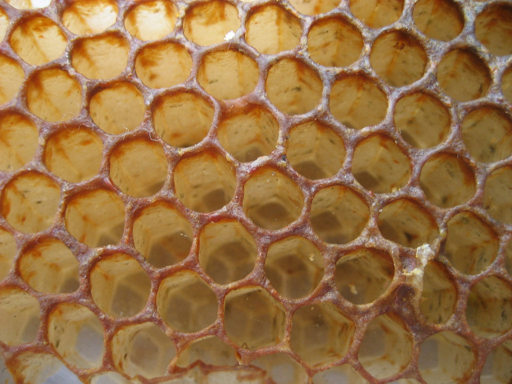 The Buzz about Bees