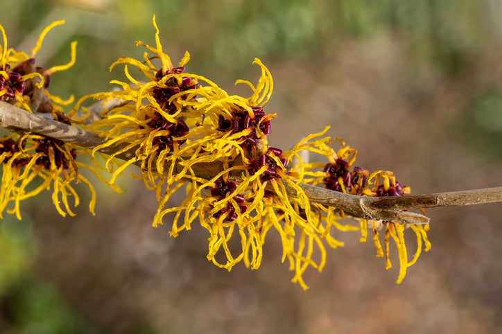 Is Witch Hazel Actually Good for Skin?