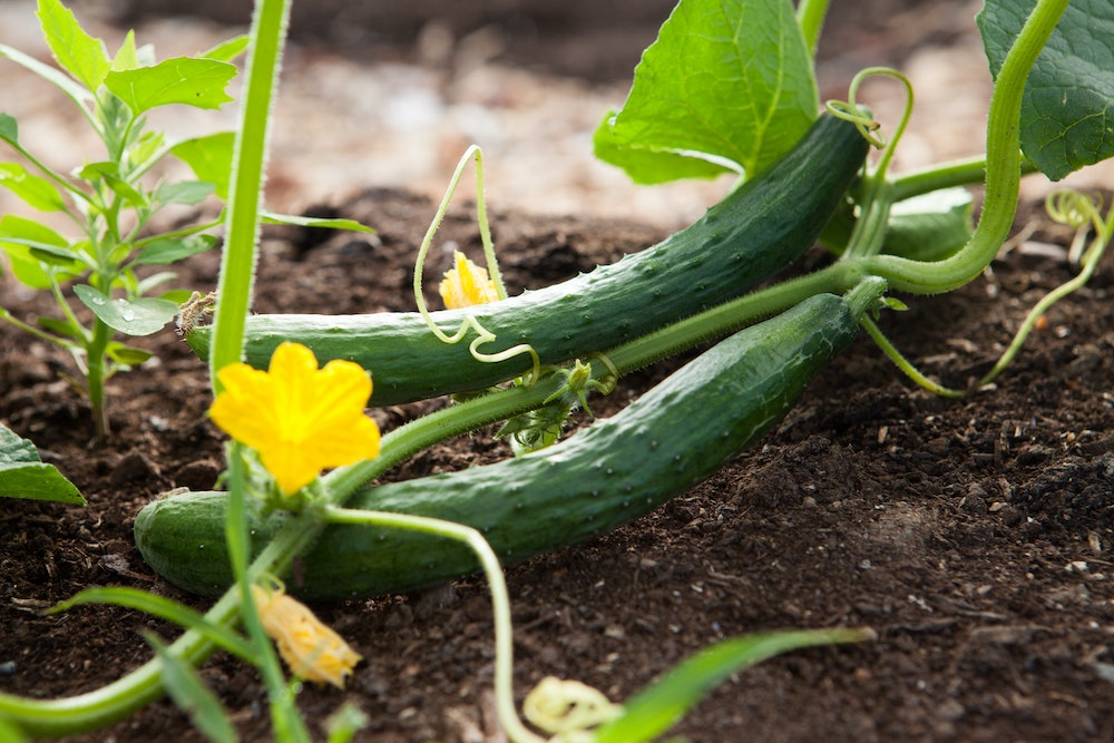 Focus on Ingredients: The Mighty, Mighty Cucumber