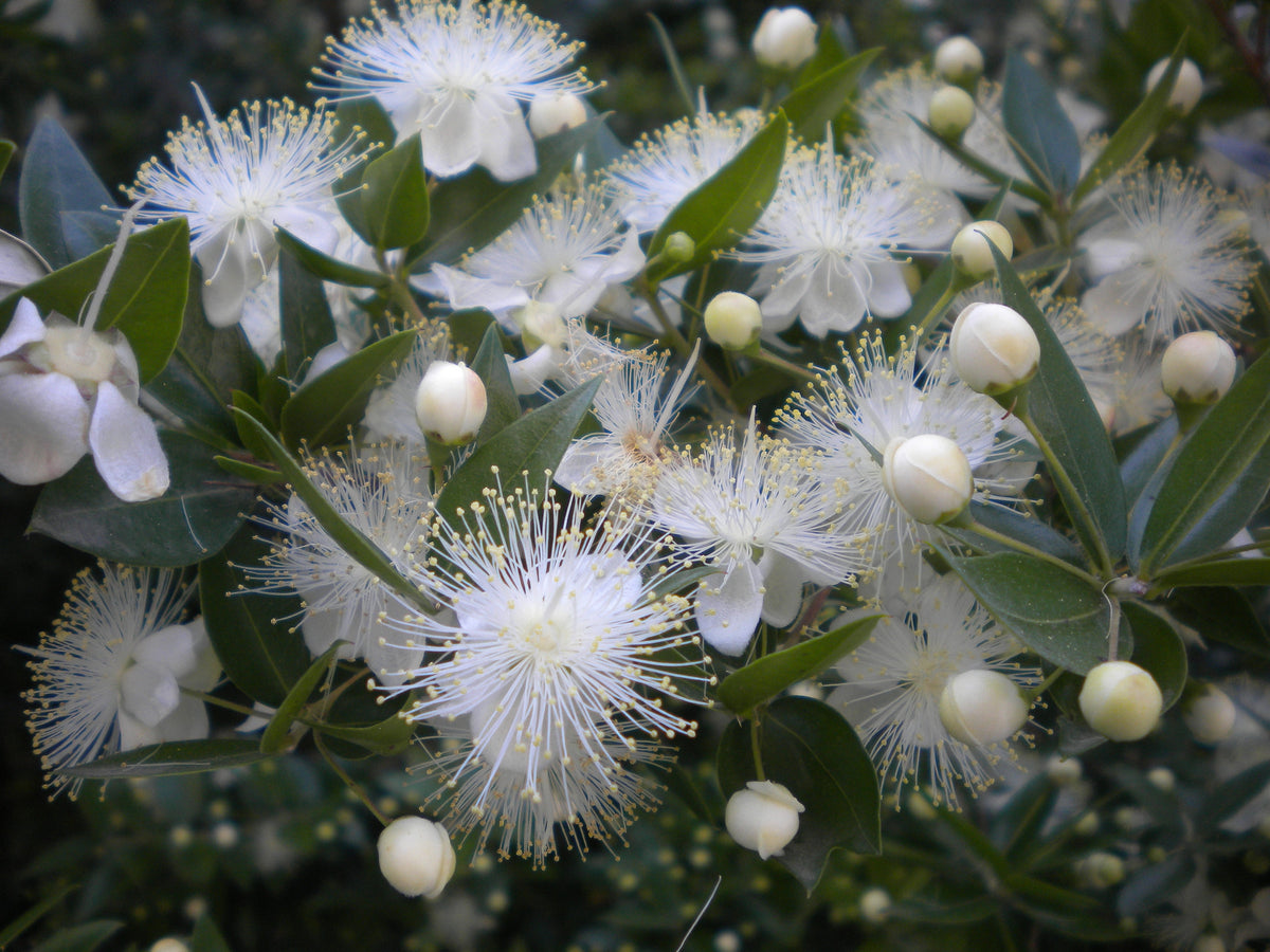 Myrtus Communis is anything but common  Heliotrope SF
