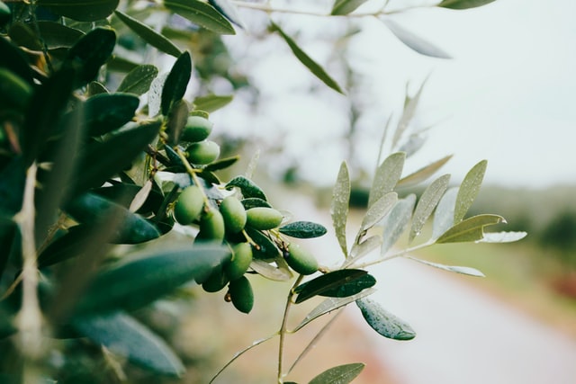 Focus on Ingredients: Olive Oil