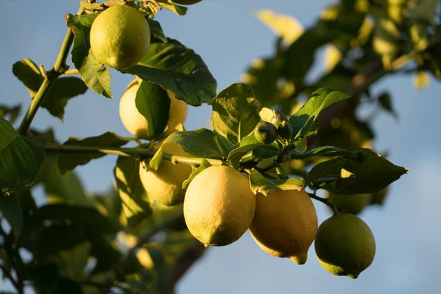 Citrus Medica Limon - The mighty lemon