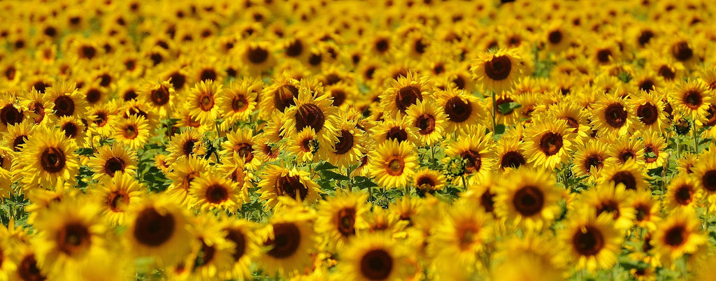 Focus on Ingredients: Sunflowers Part Two