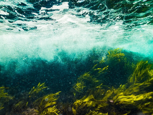 Focus on Ingredients: Algae