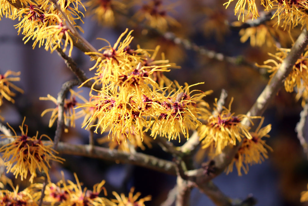 Unlocking the Secrets of Witch Hazel: A Guide to Its Uses and Benefits