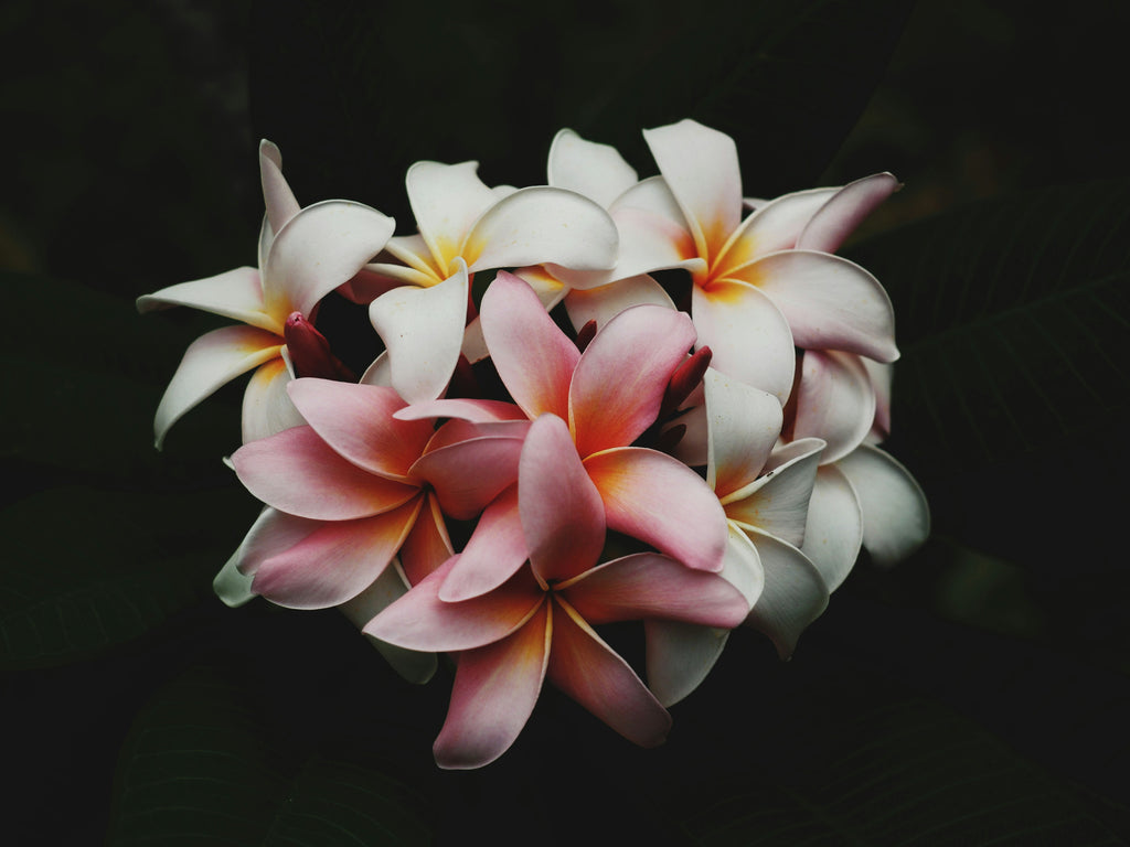 vanilla essential oil
