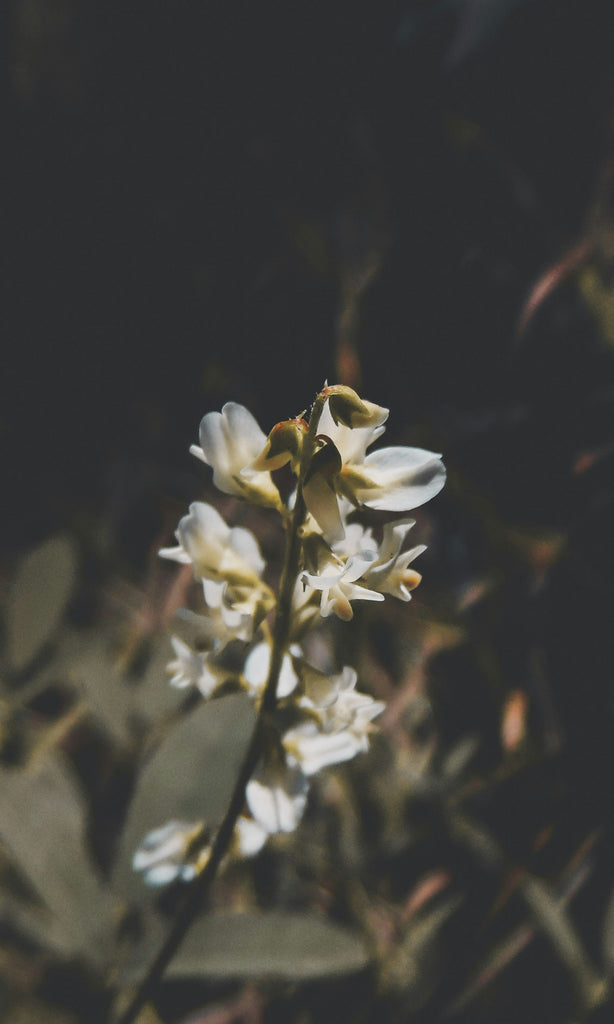 vanilla essential oil