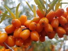 plant-argousier-2.jpg